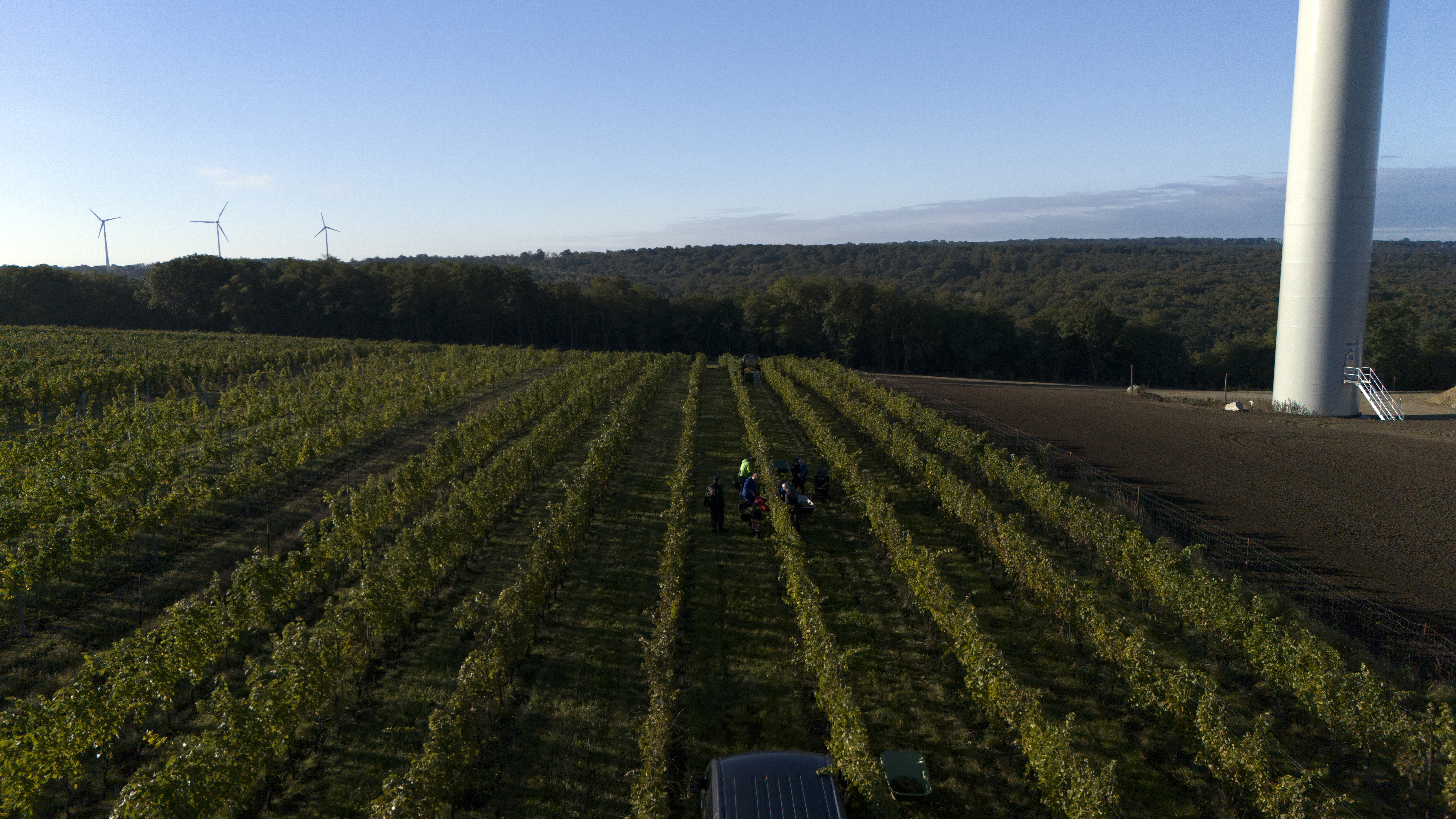 Weinlese 2025 Weinlese 2025
